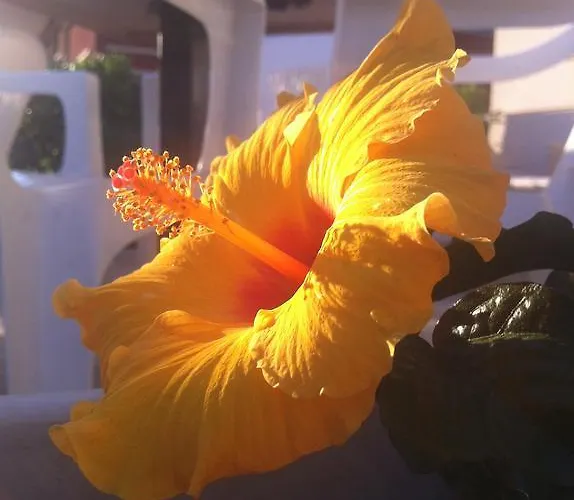 Cosmopolita