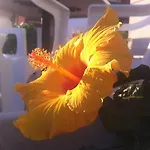 Cosmopolita